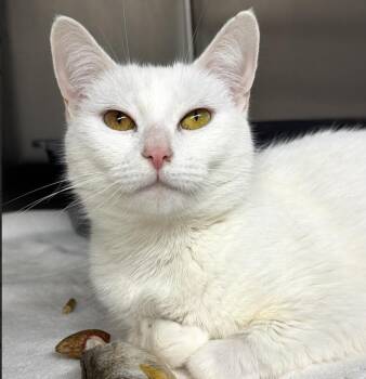 Domestic Short Hair Cats Available for Adoption in Long Beach, New York - Snowflake | PetCurious