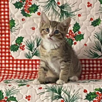 Rescue Domestic Short Hair Cats for Adoption in Glenfield, New York - Kylie | PetCurious