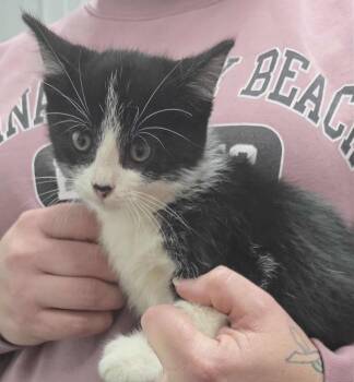 Rescue Domestic Medium Hair Cats for Adoption in Hillsdale, Indiana - Mayor | PetCurious