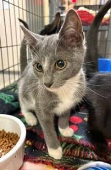 Sunflower -  Domestic Short Hair Cat for Adoption in Mason City, Iowa - Sunflower | PetCurious
