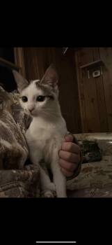 Rescue Domestic Short Hair Cats for Adoption in Gresham, Wisconsin - TEAGAN | PetCurious