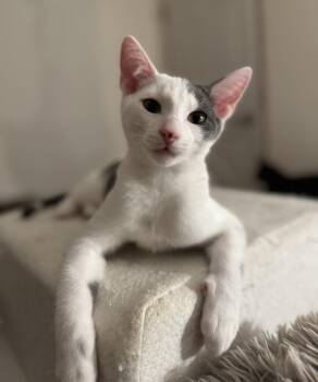 Jackrabbit -  Domestic Short Hair Cat for Adoption in North Babylon, New York - Jackrabbit | PetCurious