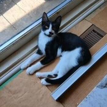 Michelah -  Domestic Short Hair Cat for Adoption in Clawson, Michigan - Michelah | PetCurious