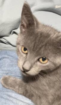 Ally -  Domestic Short Hair Cat for Adoption in Franklin, West Virginia - Ally | PetCurious