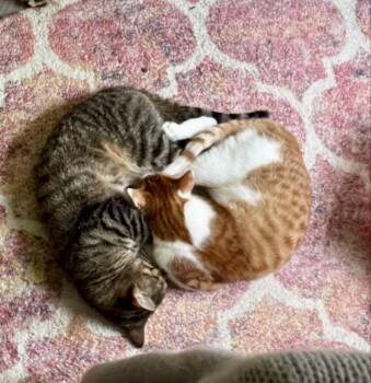 CAT - Quinn (Pickles) -  Domestic Short Hair Cat for Adoption in Gilberts, Illinois - CAT - Quinn (Pickles) | PetCurious