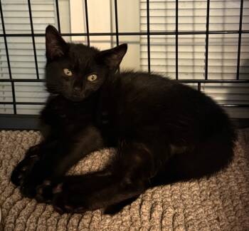Rescue Domestic Short Hair Cats for Adoption in Pomona, New York - Queens | PetCurious