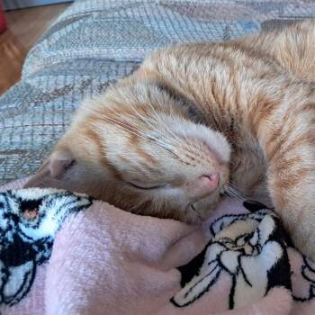 Michael -  Domestic Short Hair Cat for Adoption in Chicago, Illinois - Michael | PetCurious