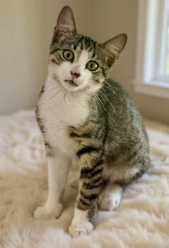 Pip -  Tabby and Domestic Short Hair Cat for Adoption in Homestead, Florida - Pip | PetCurious