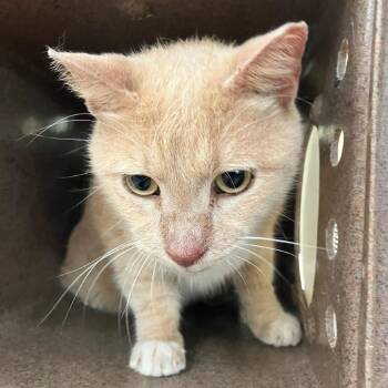 SVAS-Stray-39472 -  Domestic Short Hair Cat for Adoption in Lyndhurst, Virginia - SVAS-Stray-39472 | PetCurious