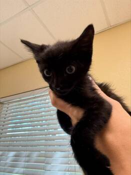 SPIKE -  Domestic Short Hair Cat for Adoption in Fort Myers, Florida - SPIKE | PetCurious