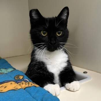 Domestic Short Hair Cats Available for Adoption in Silverdale, Washington - Mittens | PetCurious