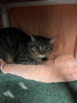 Domestic Short Hair Cats Available for Adoption in Derwood, Maryland - OAKLEY | PetCurious