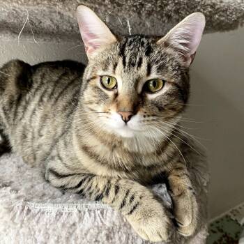 Rescue Domestic Short Hair Cats for Adoption in Houston, Texas - Wyatt Dwerp | PetCurious