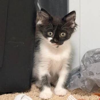 Oreo Blizzard -  Domestic Short Hair Cat for Adoption in Port Charlotte, Florida - Oreo Blizzard | PetCurious
