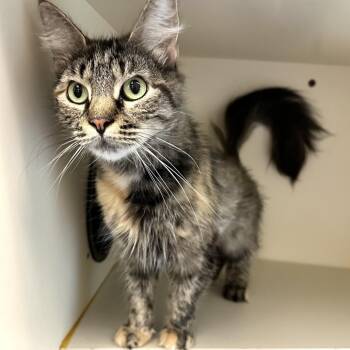 Hera -  Domestic Long Hair Cat Available for Adoption in Concord, New Hampshire - Hera | PetCurious