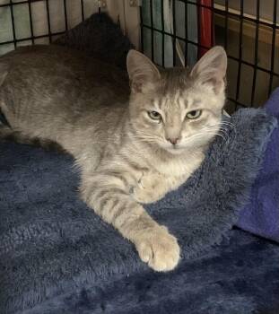 Tristan -  Domestic Short Hair and Tabby Cat for Adoption in Hollister, California - Tristan | PetCurious