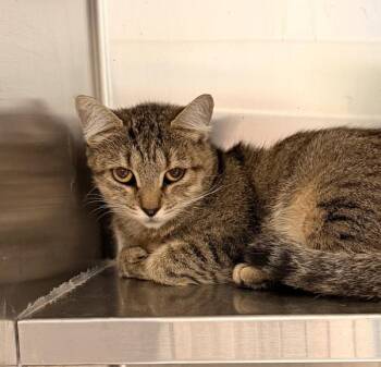 Lollapalooza -  Domestic Short Hair Cat for Adoption in Golden, Colorado - Lollapalooza | PetCurious