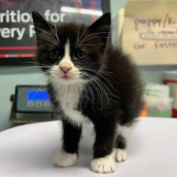 Black Eyed Pea -  Domestic Short Hair Cat for Adoption in Edwardsville, Illinois - Black Eyed Pea | PetCurious