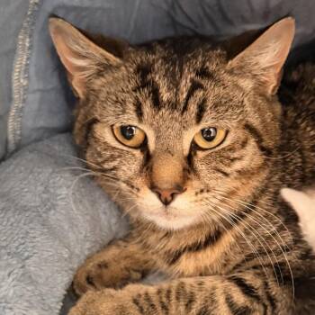 Jessie -  Domestic Short Hair Cat for Adoption in Winchester, Virginia - Jessie | PetCurious