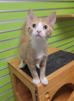 JUPITER -  Domestic Short Hair Cat for Adoption in St. Peters, Missouri - JUPITER | PetCurious