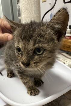 Rescue Domestic Short Hair Cats for Adoption in Saint Francisville, Louisiana - OKeefe | PetCurious