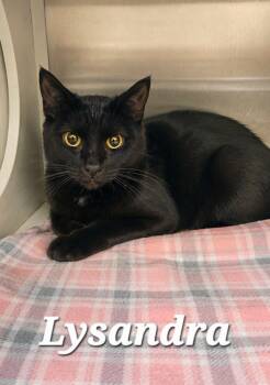 Lysandra -  Domestic Short Hair Cat for Adoption in Sidney, Ohio - Lysandra | PetCurious