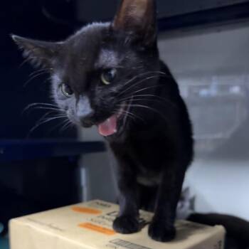 Stitch -  Domestic Short Hair Cat for Adoption in Los Angeles, California - Stitch | PetCurious
