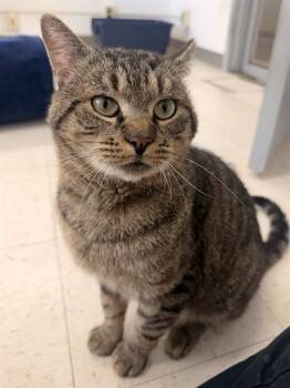 GUITAR HERO -  Domestic Short Hair Cat for Adoption in Boston, Massachusetts - GUITAR HERO | PetCurious