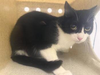 BARN CAT AUDRE -  Domestic Short Hair Cat for Adoption in Kent, Washington - BARN CAT AUDRE | PetCurious