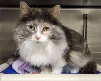 Domestic Long Hair and Domestic Short Hair Cats Available for Adoption in Hobart, Indiana - India | PetCurious