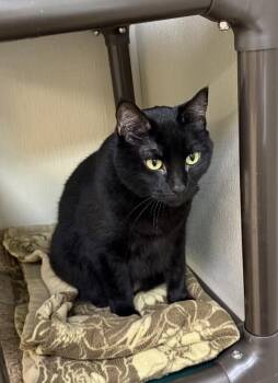 Stella -  Manx Cat for Adoption in Arlington, Washington - Stella | PetCurious