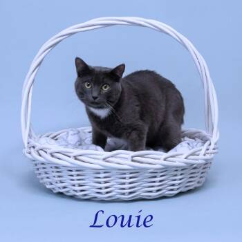Domestic Short Hair Cats Available for Adoption in Lebanon, Tennessee - Louie C26-096 | PetCurious