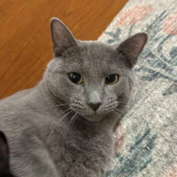 Mint Chocolate Chip -  Domestic Short Hair Cat for Adoption in Houston, Texas - Mint Chocolate Chip | PetCurious