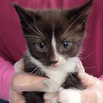Minnow -  Domestic Short Hair Cat for Adoption in Newark, New Jersey - Minnow | PetCurious