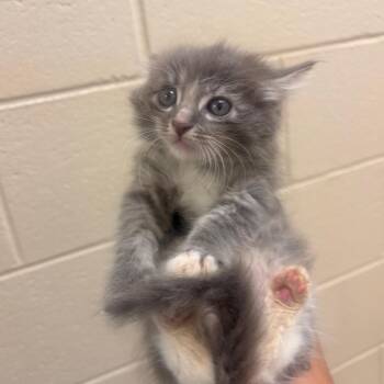 Empanada -  Domestic Short Hair Cat for Adoption in Winston-salem, North Carolina - Empanada | PetCurious