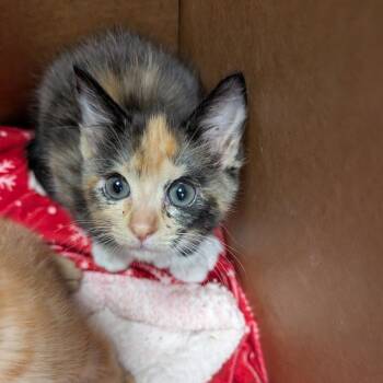 Wonder -  Domestic Short Hair Cat for Adoption in Tampa, Florida - Wonder | PetCurious
