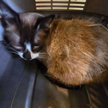 Bong -  Domestic Medium Hair and Siamese Cat for Adoption in Klamath Falls, Oregon - Bong | PetCurious