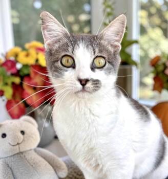 Ren -  Domestic Short Hair Cat for Adoption in Perry, Iowa - Ren | PetCurious
