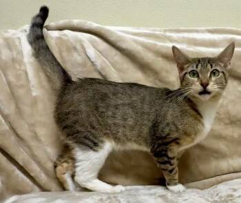 Rescue Domestic Short Hair Cats for Adoption in Gary, Indiana - Sheba | PetCurious