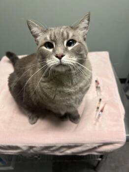 Bleu (Maverick) -  Siamese Cat Available for Adoption in Diamond Springs, California - Bleu (Maverick) | PetCurious