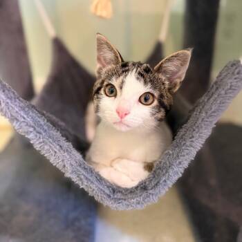Rip -  Domestic Short Hair Cat for Adoption in Fenton, Michigan - Rip | PetCurious
