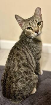 Marigold -  Domestic Short Hair Cat for Adoption in Lemoyne, Pennsylvania - Marigold | PetCurious