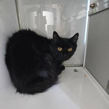 Stella -  Domestic Long Hair Cat for Adoption in Ridgely, Maryland - Stella | PetCurious