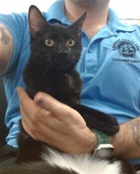 PERCY -  Domestic Short Hair Cat for Adoption in Doral, Florida - PERCY | PetCurious