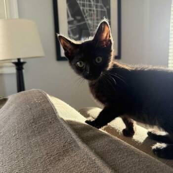 Brandon -  Domestic Short Hair Cat for Adoption in Spokane, Washington - Brandon | PetCurious