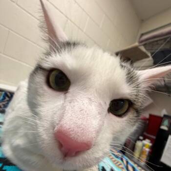 Paddy -  Domestic Medium Hair Cat for Adoption in Murray, Utah - Paddy | PetCurious