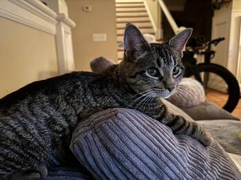 Rescue Domestic Short Hair Cats for Adoption in Chapel Hill, North Carolina - Mimo | PetCurious
