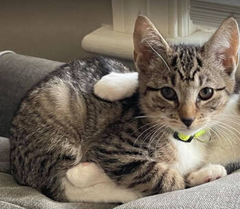 Rescue Domestic Short Hair Cats for Adoption in Carrollton, Virginia - Dixie | PetCurious