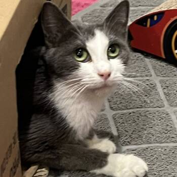 Rescue Domestic Short Hair Cats for Adoption in Harrisonburg, Virginia - Dani | PetCurious