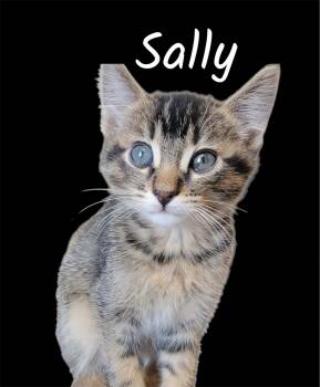 Domestic Short Hair Cats Available for Adoption in Auburn, California - Sally (needs To Be Adopted With Mama) | PetCurious